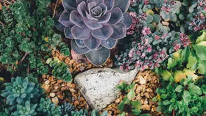 Succulent Plant 4K Desktop Background
