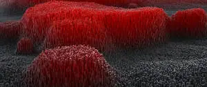 Ultra Wide 4K 3D Red Corals