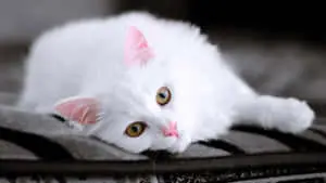 Bright White 